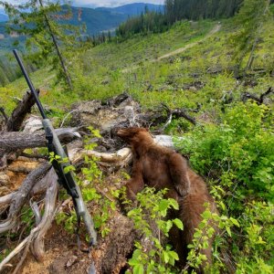 Bear Hunt Canada