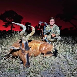 Red Hartebeest Bow Hunting Namibia