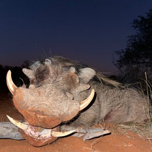 Warthog Hunting Limpopo South Africa