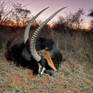 Sable Hunting Limpopo South Africa