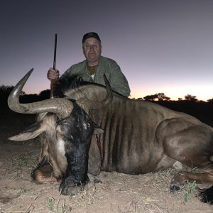 Blue Wildebeest Hunting Limpopo South Africa