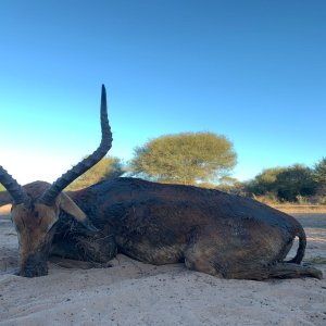 Impala Hunting Limpopo South Africa