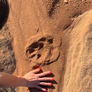 Leopard Track Limpopo South Africa