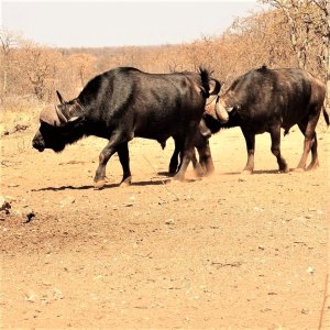 Cape Buffalo South Africa