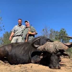 Buffalo Hunting South Africa