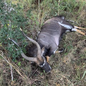 Nyala Hunting South Africa