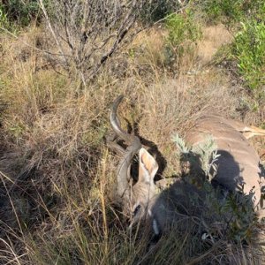 Kudu Hunting South Africa