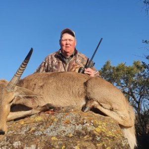 Common Reedbuck Hunting South Africa