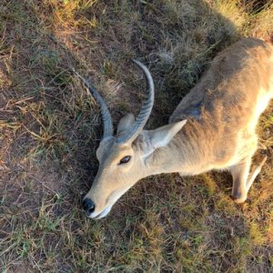 Common Reedbuck Hunting South Africa