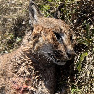 Caracal Hunting Mpumalanga South Africa