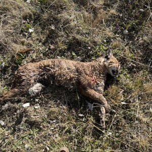 Caracal Hunting Mpumalanga South Africa