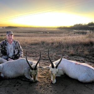 White Blesbok Hunting Mpumalanga South Africa