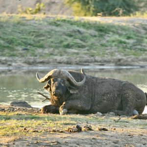 Buffalo South Africa