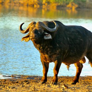 Buffalo South Africa