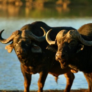 Buffalo South Africa