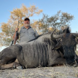 Blue Wildebeest Hunt Botswana