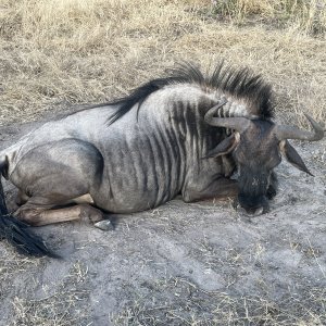 Blue Wildebeest Hunt Botswana