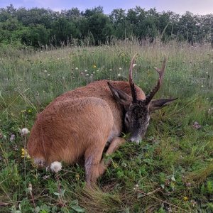 Roe Deer Hunting Romania