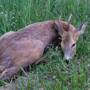 Roe Deer Hunting Romania