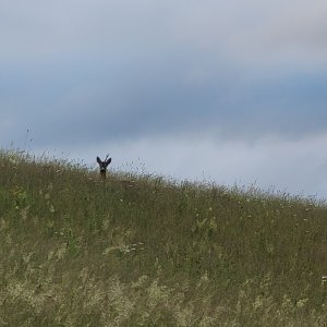 Roe Deer Romania