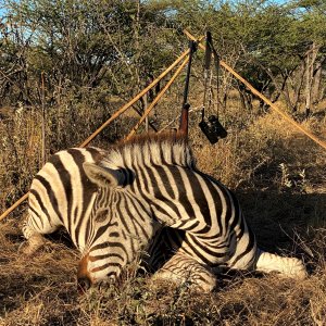 Zebra Hunting Botswana