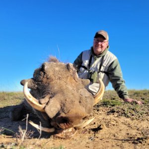 Hunting Warthog South Africa