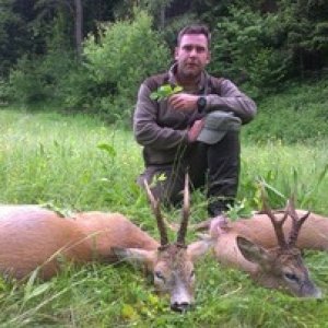 Roe Deer Hunting Romania