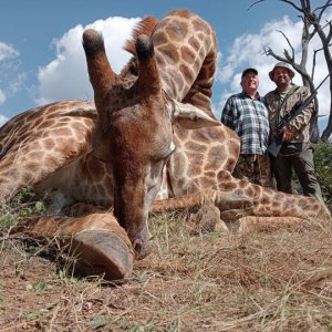 Giraffe Hunting South Africa