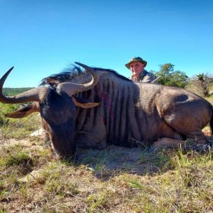 Blue Wildebeest Hunting South Africa