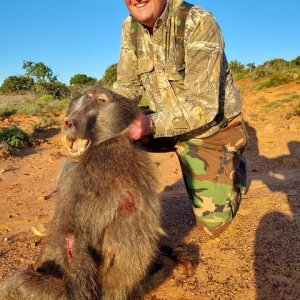 Baboon Hunting South Africa