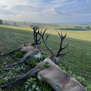 Red Deer