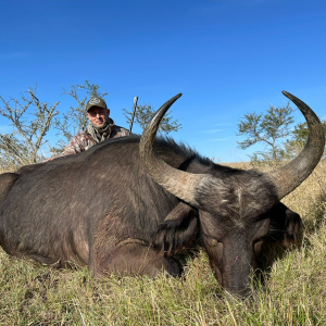 Buffalo Cow Hunt South Africa