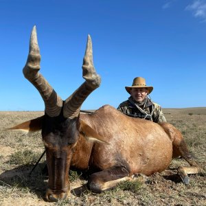 Red Hartebeest