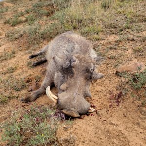 Warthog Hunting South Africa