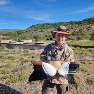 Egyptian Goose Hunt South Africa