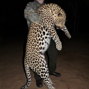 Leopard Hunting Zimbabwe