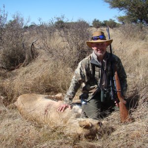 Lioness Hunt Kalahari South Africa