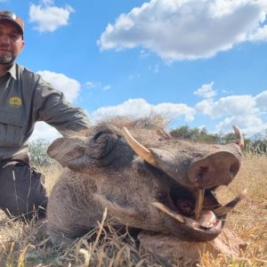 Warthog Hunt South Africa