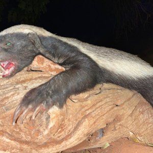 Honey Badger Hunt South Africa