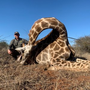 Giraffe Hunt South Africa