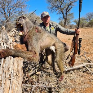 Baboon Hunt South Africa