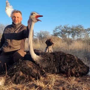 Ostrich Hunt South Africa