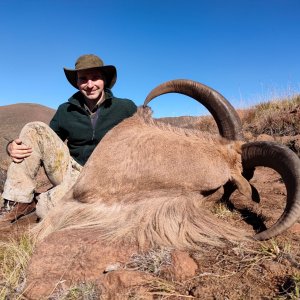 Aoudad Hunting Eastern Cape South Africa