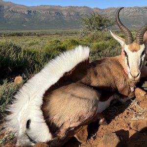 Springbok Hunting South Africa