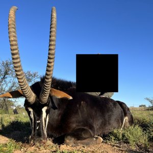 Sable Hunting South Africa