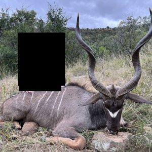 Kudu Hunting South Africa