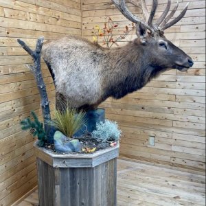 Elk Pedestal Mount Taxidermy