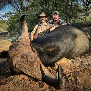 Buffalo Hunting South Africa