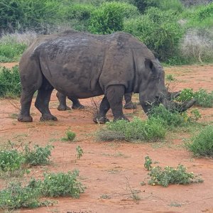 Rhino South Africa