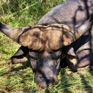 Buffalo Hunt South Africa